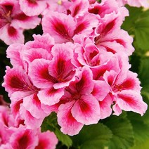 [어린모종]제라늄(영양계-리갈) : 8cm분, 노비타클래식 퍼플바이칼라, 1개