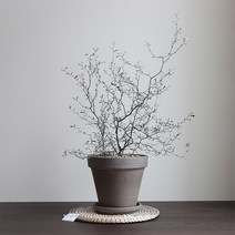 행복레시피 마오리 코로키아 실버 코토니스터 독일그레이토분SET(중형.대형), 마오리 독일그레이SET_대형(받침대 미포함)
