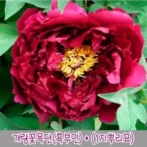 충주원예조경 개량꽃목단(흑부인) (1지뿌리묘), 주