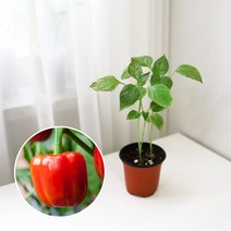파프리카 키우기 풀 패키지 재배키트 DIY, 지피포트(1형)