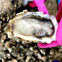 (산지직송) 통영 최상급 하프셀30미 60미 100미/평일 오전11시이전 주문시 당일발송, 25~30미내외