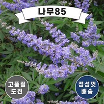 (나무85) 이탈리아목형(바이텍스) 3리터, 1개