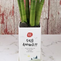 [승진/개업/영전/생신] 마음을 전하는 축하메세지화분 3종, 직사각 중형, 2. 엄지척 화분, 스투키