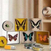 나비 표본상자 박제 곤충표본 수집용 생물 실험 아크릴 선물, DIY 앰버 택시 키트(혼합)