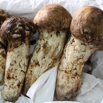 자연산 양양송이버섯, 국내자연산 송이버섯 등외품(냉동) 500g