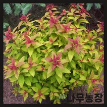 (나무농장) 삼색조팝 5치포트, 1개