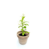 야래향 Cestrum 향기좋은 꽃 모기퇴치식물 인테리어 플랜테리어 공기정화식물 서비내 서비야드 서비야드플라워아울렛, 1개