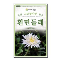 다농 흰민들레 씨앗 100립