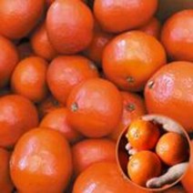 13Brix이상 귀한귤 홍미향 1.5kg/딱 한달만 판매/썬레드 빨간귤, 단품