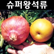 슈퍼왕석류 삽목2년(뿌리) 1개/나무 묘목/과실수/유실수