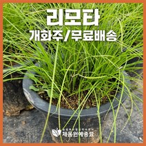 채움원예종묘 그라스 리모타 7호화분 개화주 사초 억새 갈대 수크령 파니쿰 정원 조경, 리모타(7호화분), 1개