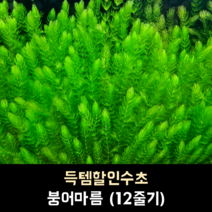 붕어마름(마츠모) (12줄기)