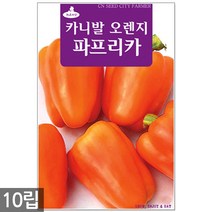 히카마 씨앗 50립 - 히카마씨앗 씨 멕시코감자 얌빈 감자씨앗 감자씨 히카마씨 얌빈씨앗 멕시코감자씨앗, 12_오렌지파프리카(10립)