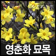 영춘화/영춘화묘목/영춘화포트/생울타리/도시농부, 영춘화 H0.6~H0.8(60cm~80cm) 1주