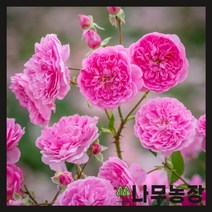 (나무농장) 영국장미 데이비드오스틴 (할로우카) 땅장미