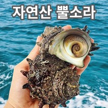 가미찬 거제도 제철해산물 해녀가 직접 잡은 산지직송 자연산 뿔소라, 3KG