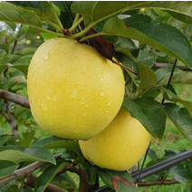 충주사과 시나노골드 황금사과 저탄소인증 껍질째먹는사과 5kg 9/13개, 상세페이지 참조, 상세페이지 참조