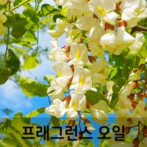 엔피솝 아카시아(Acacia) 프래그런스오일 인공향 캔들 디퓨저 방향제 DIY 만들기, 10ml