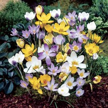 시즌플라워 [가을구근]크로커스 구근50개(색상랜덤)