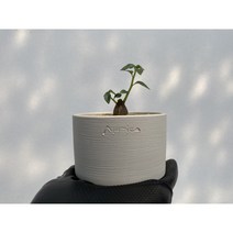 돌스테니아 잔지바리카(Dorstenia zanzibarica) - 희귀 아프리카식물 괴근식물 소품, 1개