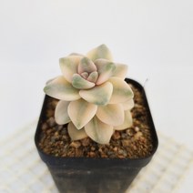 살구미인금 다육이 예쁜 다유기 살구미인 다육식물130, 단품, 1개