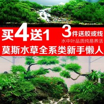 어항 삼각 화염에 눈물을 흘리다 산호 송이버섯 마이봉모스 수초바닥재 침목 벌크 음성 설마 레이스 1901072814, 미니 녹태 8x8cm1 편 (치다 4