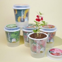그로우 톡톡 - 마음을 노크하는 작은 정원 봉선화, 1개