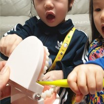 구강모형 치아틀 치아모형 치아모형교구 치아관리 양치치아모형, 치아관리 양치교육 치아모형