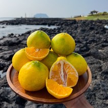 농협납품 제주 황금향 가정용, 5kg, 1개