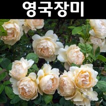 영국장미(월러톤 올드 홀) 땅+줄장미 포트 1개/나무 묘목/꽃나무/조경용