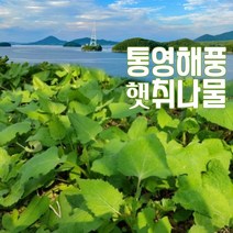 비진도 노지 햇 취나물 제철 쌉싸름한 맛이 일품, 취나물 1kg, 1개