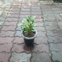 30~50cm 149 귤나무 과실수 중대품, 1개