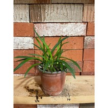 [지인야생화] 아가판서스, 1개