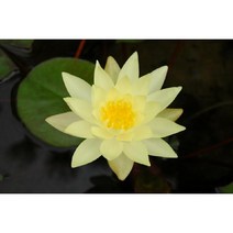 수생식물 수련(노랑) 화분 R0916