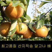 프리미엄 특품 5kg 나주배 특급신고배 추황배 배, 나주배 특품 5kg