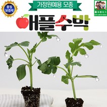 집에서 키울수 있는 애플수박모종 40주