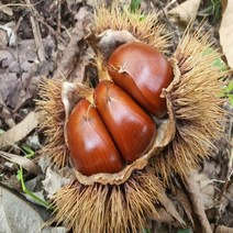 정보석 농부의 지리산 하동 알밤 2kg (왕특), 단품