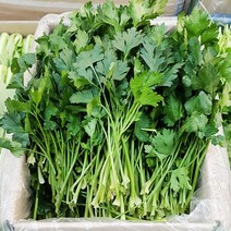 이태리파슬리 1kg 생이태리파슬리 이탈리안 파슬리 향나물 prezzemolo 향신료, 1개