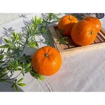 [제주도 산지직송]최상의 달콤함 신품종 제주도 수라향 신비향 9kg, 수라향 9kg 로얄혼합과(60과 내외)