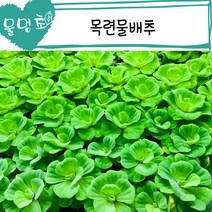 [물멍초] 매력적인 부상수초 목련물배추 3뿌리
