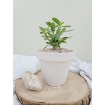 아데니움오베숨 사막의장미 석화, 베이지토분