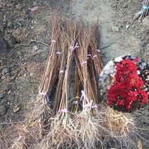 자엽 백일홍 배롱 나무 적색 블랙 다이아몬드 묘목 삽목 2년 특묘 화분 포트 1개