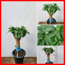 꽃과나무 ] 파키라 / 소품 / 관엽 / 목본류 / 열대식물 / 행복 / 여름꽃 / 최저15도 / 남아메리카