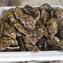 통영 생굴 석화 깐굴 하프셀 각굴 바위굴 석굴 반각 굴 1kg 산지직송, 석화(각굴) 9kg