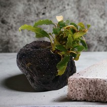 미미네아쿠아 화산석 활착수초 부세파란드라 벨벳.미미네아쿠아