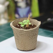 흥미유발 싹이나는 씨앗연필_2487EA, 해바라기, 본상품선택