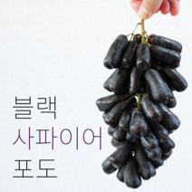 블랙 사파이어 포도 1kg 2kg 3kg 씨없는 포도 가지포도 마녀포도 수입산, 1kg (실중량 900g), 1개