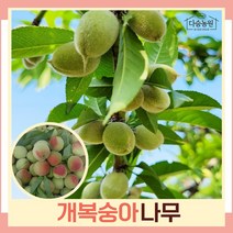 복숭아나무 묘목 개복숭아 R3cm 개화주(분) 1개