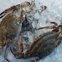 신진도꽃게 국내산 최상금 봄알배기 냉동 간장게장용 암꽃게 대중 4-8마리, 7-8미, 2kg