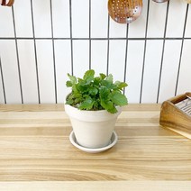 1 1 레몬밤 키친허브 화분 세트 애플민트 딜 바질 베란다 텃밭 허브 키우기, H07.레몬밤, H17.바질